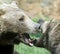 Ferocious bears struggle with powerful shots