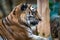 A ferocious beast animal tiger close-up
