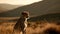 Ferocious carnivore leopard sit and stare straight forward at something at the savannah desert background