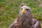 Ferocious eagle with brown plumage and yellow beak portrait wild bird