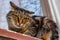 A ferocious, evil cat on the windowsill on the street. Angry, mi