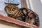 A ferocious, evil cat on the windowsill on the street. Angry, mi