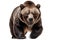 Ferocious Grizzly Bear Isolated Illustration on Clean Transparent Background, Generative Ai