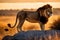 ferocious lion: 3D rendered illustration of a majestic lion standing amidst dry grass in a jungle wildlife setting