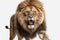 Ferocious Lion in High Resolution for Posters and Web Design.