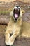 Ferocious lion yawning