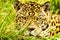 Ferocious Look Of A Wild Jaguar