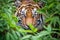 a ferocious tiger lurking in dense foliage