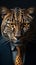 Ferocious wildlife close up portrait of a dangerous African predator cat