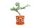 Feroniella lucida or mini bonsai in orange ceramic pot on a white background