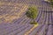 Ferrassieres lavender fields