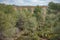 The Ferreres Aqueduct in the forest