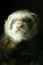 Ferret