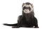 Ferret, 2 years old, in front of white background