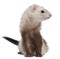 Ferret, 2 years old, in front of white background