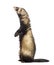 Ferret 9 months old standing on hind legs