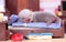 Ferret baby in doll house