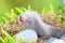 Ferret baby in the nest of hay