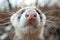 Ferret Close up Portrait, Fun Animal Looking into Camera, Ferret Nose, Wide Angle Lens