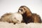 Ferret couple on fur in studio - portrait