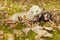 Ferret couple relexing in autumn leaves in park