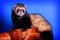 Ferret, cute fluffy pet, portrait in studio isolated on a blue background