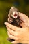 Ferret dark baby checked for it`s health in hands of breeder