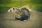 Ferret enjoying summer day and posing on park footpath