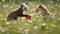 Ferret Fun in a Field of Flowers