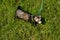 Ferret in grass