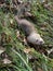 Ferret at grass