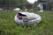 Ferret in grass in nature on cushion in playpen with water drinking fountain