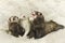 Ferret group portraiting in summer time lazy beach style