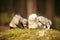 Ferret group posing in forest on moss for portrait