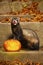 Ferret in halloween style posing with Jack-o`-lantern pumpkin outdoor on stone stairs
