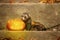 Ferret in halloween style posing with Jack-o`-lantern pumpkin outdoor on stone stairs