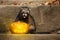 Ferret in halloween style posing with Jack-o`-lantern pumpkin outdoor on stone stairs