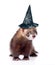 Ferret with hat for halloween. isolated on white background