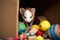 ferret hiding toys in a cardboard box