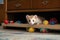 ferret hiding toys under furniture with only tails sticking out