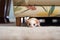 ferret hiding under a sofa throw blanket