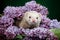 Ferret in lilac branches