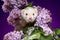 Ferret in lilac branches on violet background