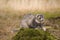 Ferret on location of forest footpath posing for portrait