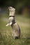 Ferret on location of summer camp posing on leash for portrait