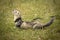 Ferret on location of summer camp posing on leash for portrait