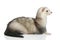 Ferret lying on a white background