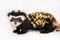 Ferret, Marbled polecat (Vormela peregusna) on white fabric background.