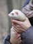 ferret mouse rate animal cute