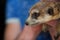 Ferret Mustela putorius furo close up in hands of owner